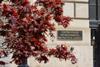 A tree with red leaves outside the headquarters for the United States Environmental Protection Agency