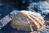 limpet shell