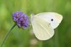 Cabbage white butterfly on flower
