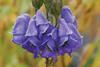 Blue Monkshood flowers, one of several Aconitum species