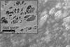 SEM of nanoporous polyethylene textile - Index