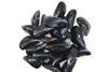 Mussels