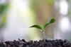 An image showing a growing green sapling tree plant