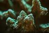Close up of green coral emiting fluorescent under UV light