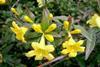 Gelsemium sempervirens flowers