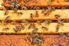 An open bee hive