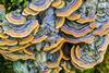 An image showing Trametes versicolor