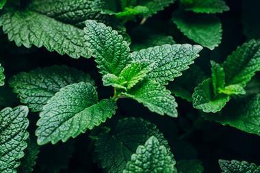 Green mint plant
