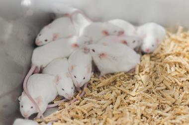 Laboratory animals