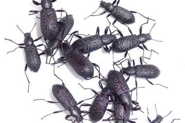 beetles
