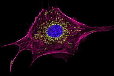 High resolution microscope image