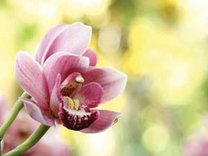 orchid flower