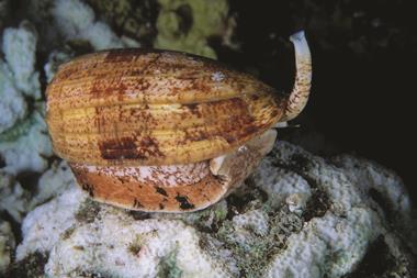 Cone snail