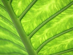 transparent-leaf_shutterstock_122754931