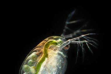 water flea