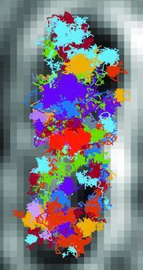 Transmission image of a bacterium overlaid with 77 independent tracks.