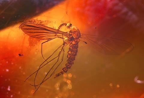 Ambre Dominique Moustique edit